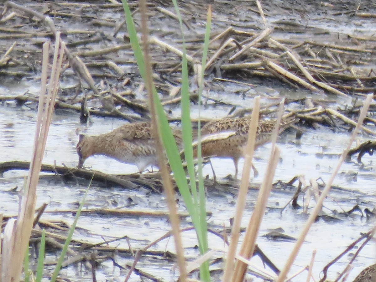 kortnebbekkasinsnipe - ML619993367