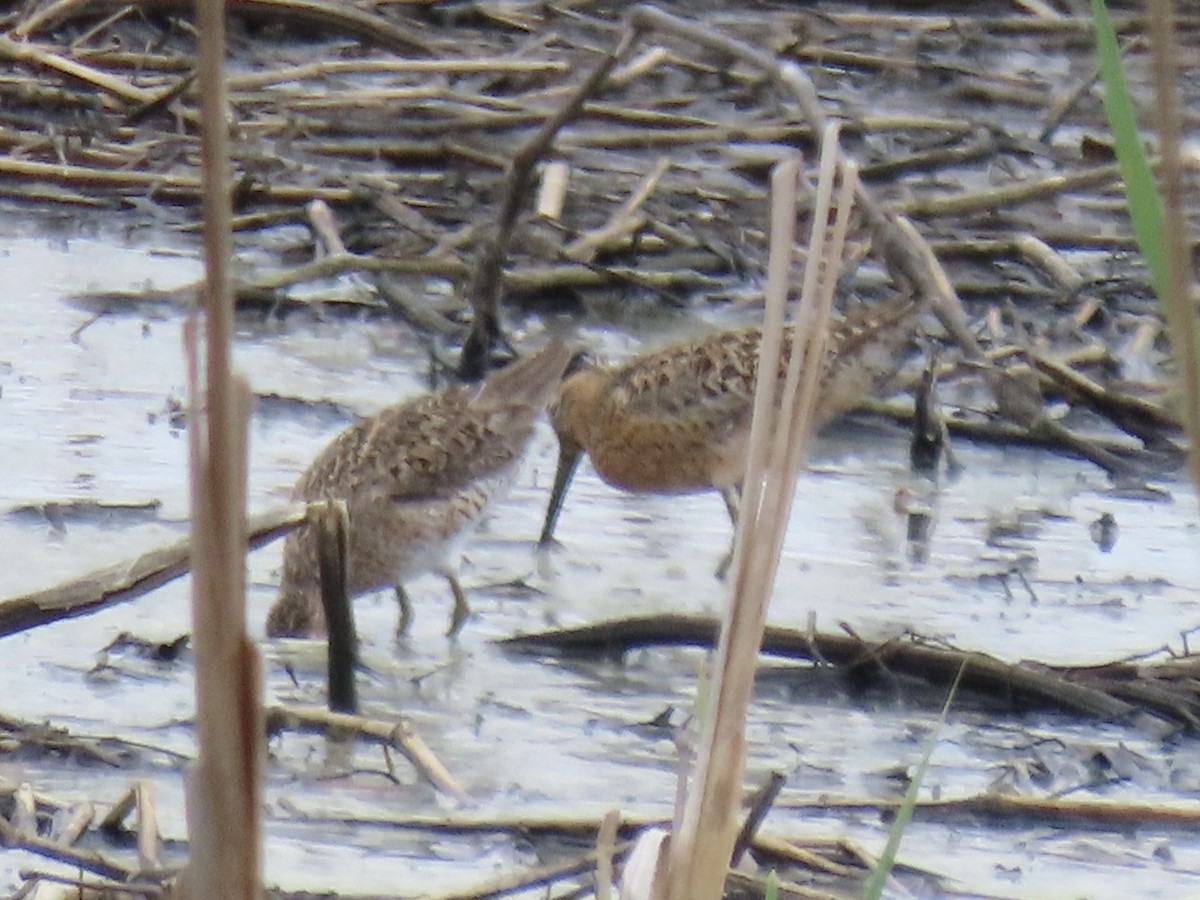 Short-billed Dowitcher (hendersoni) - ML619993370