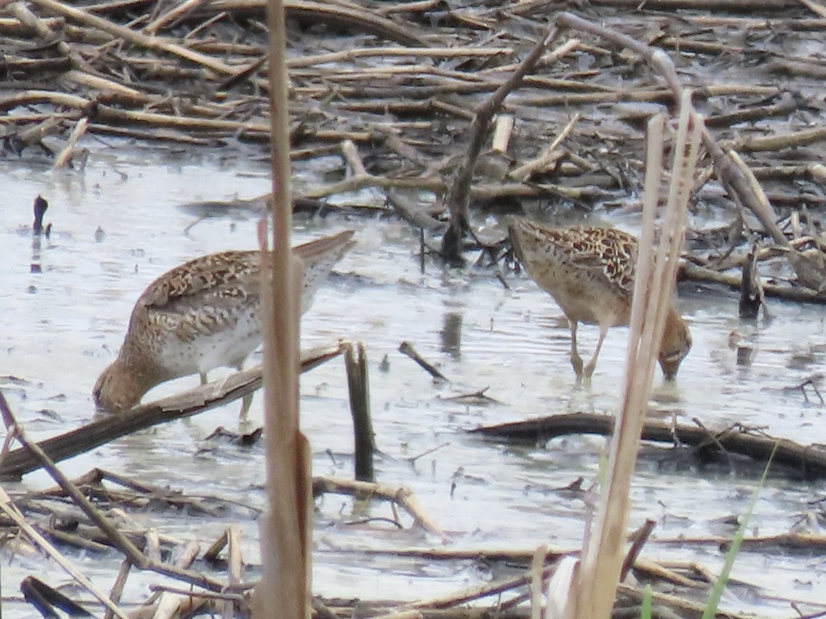 Short-billed Dowitcher (hendersoni) - ML619993373