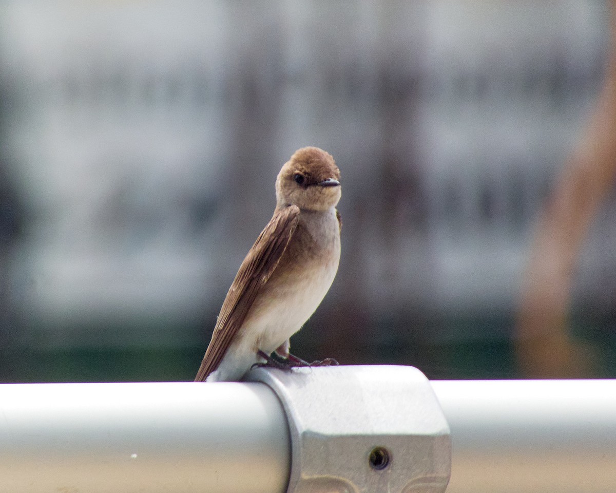 Northern Rough-winged Swallow - ML619993388