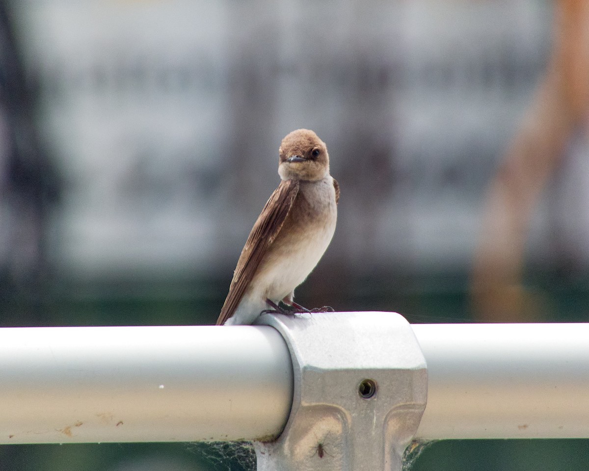 Northern Rough-winged Swallow - ML619993389