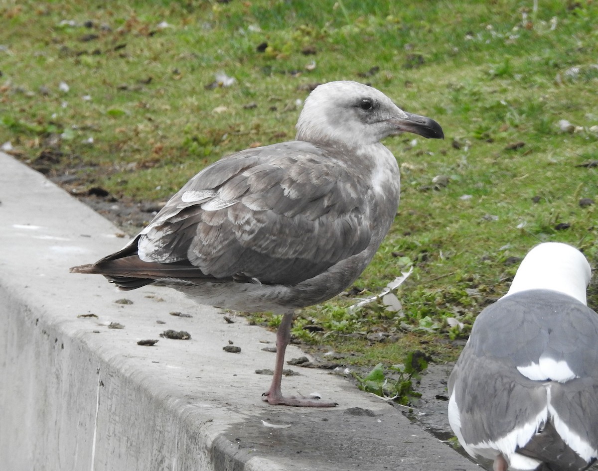 Gaviota Occidental - ML619993405