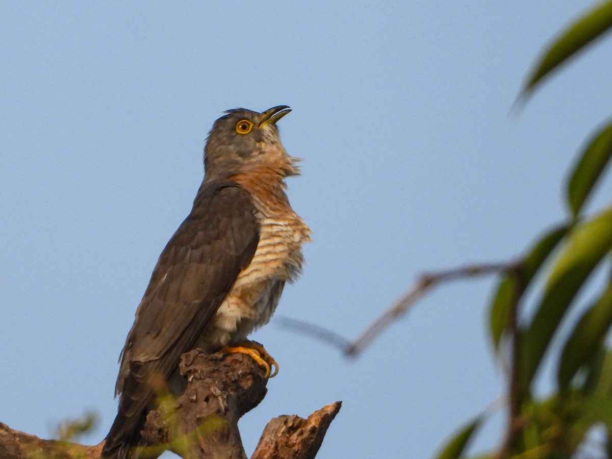 Common Hawk-Cuckoo - ML619993406
