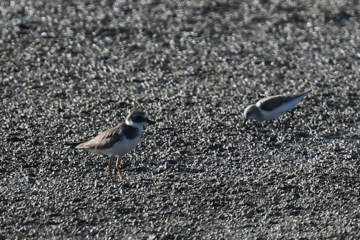 Common Ringed Plover - ML619993407