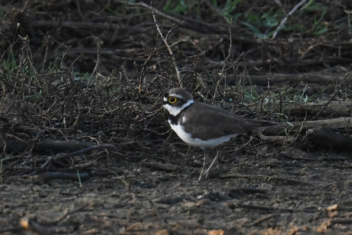 Little Ringed Plover - ML619993409