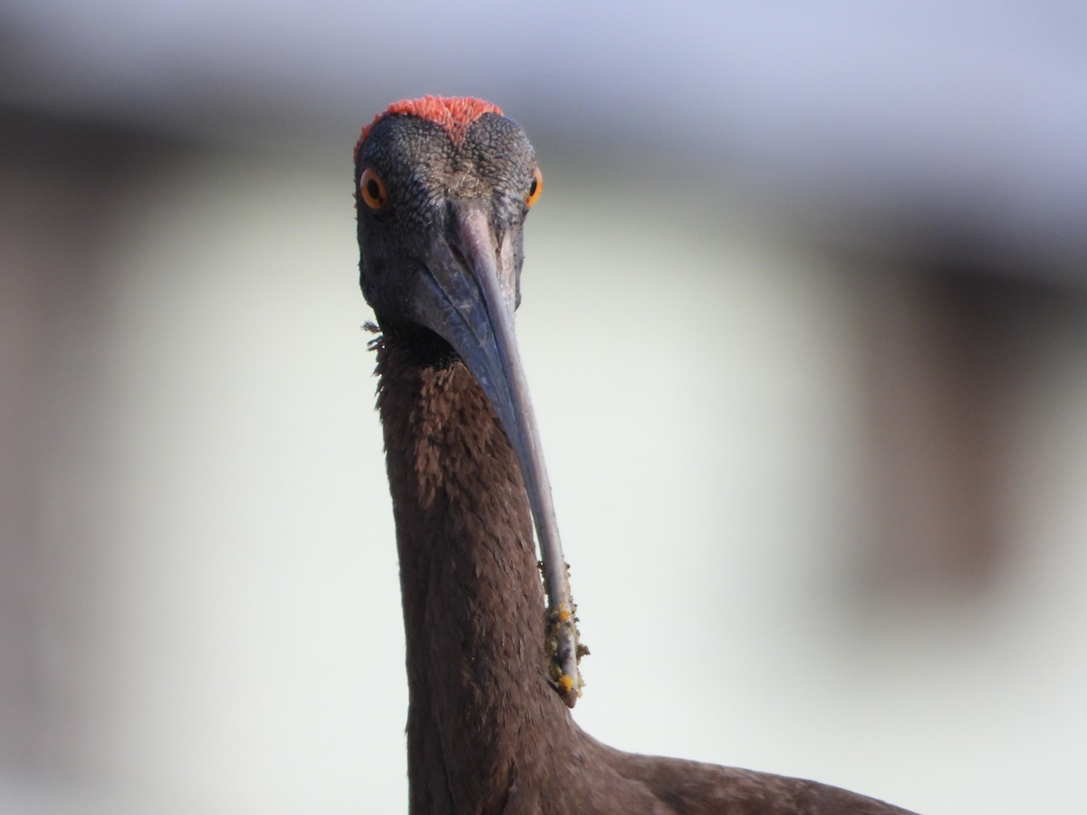 Red-naped Ibis - ML619993419