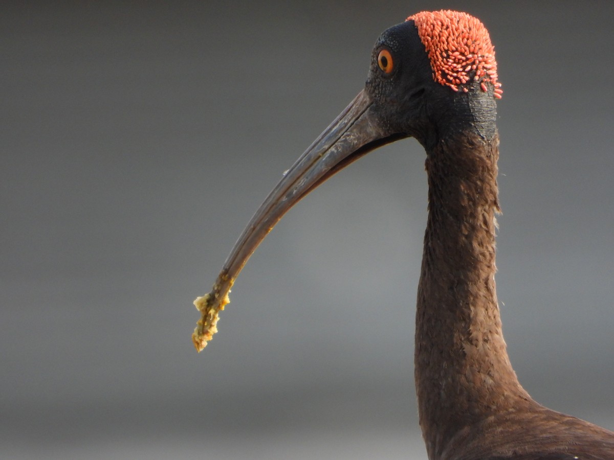 ibis bradavičnatý - ML619993421