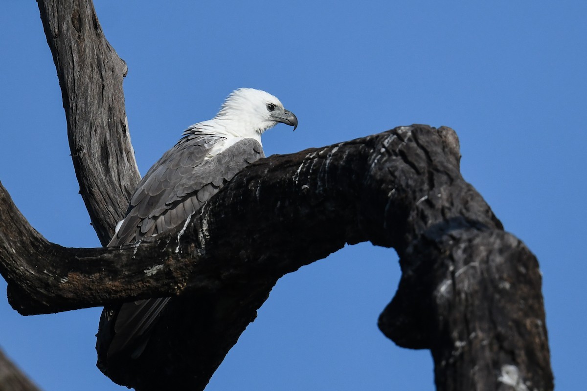 White-bellied Sea-Eagle - ML619993430