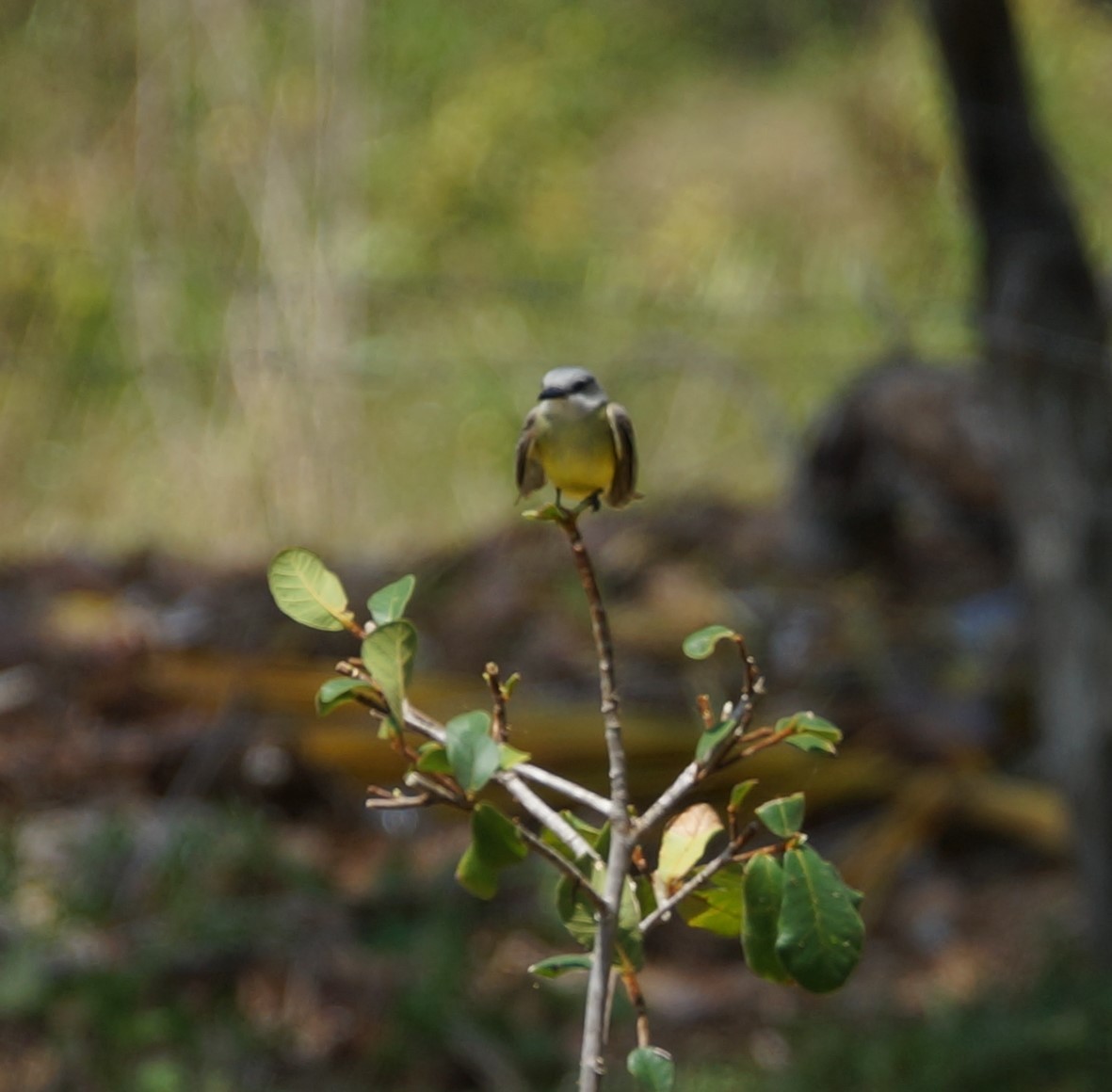 Tropical Kingbird - ML619993434