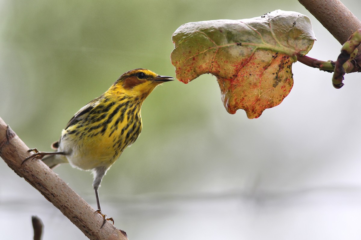 Cape May Warbler - ML619993437