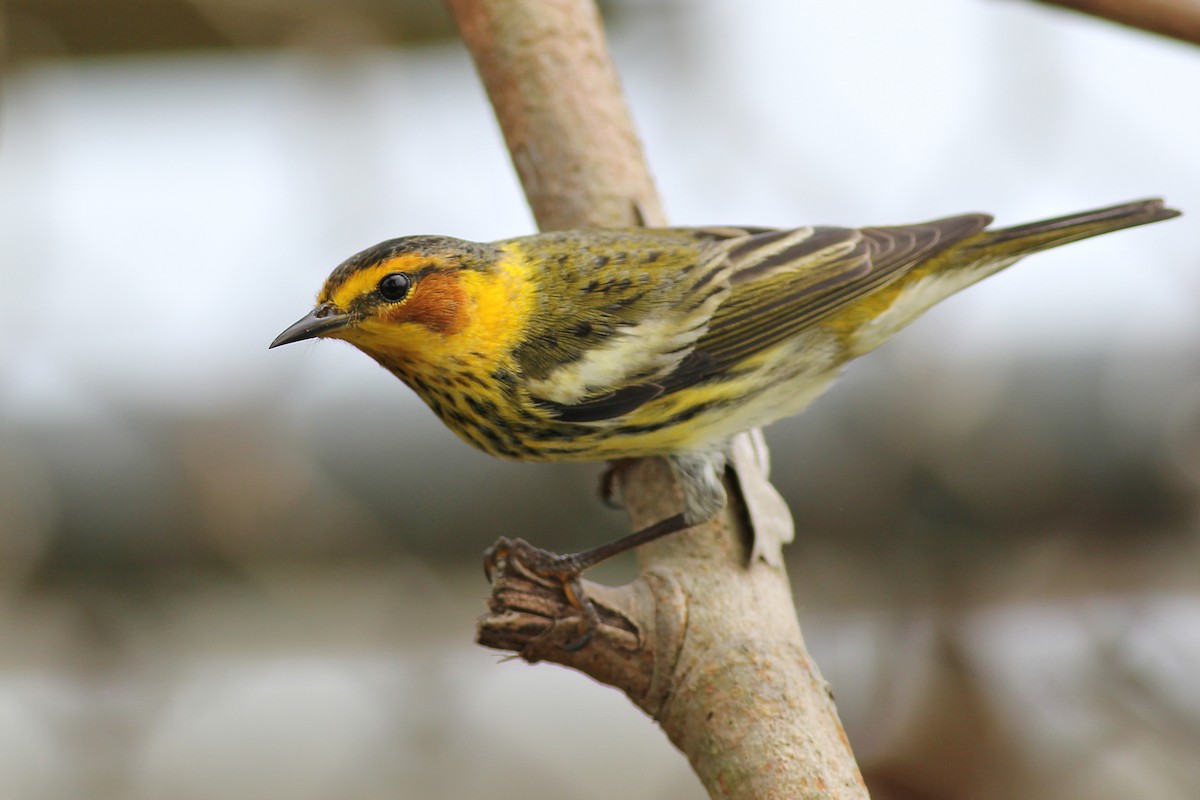 Cape May Warbler - ML619993438
