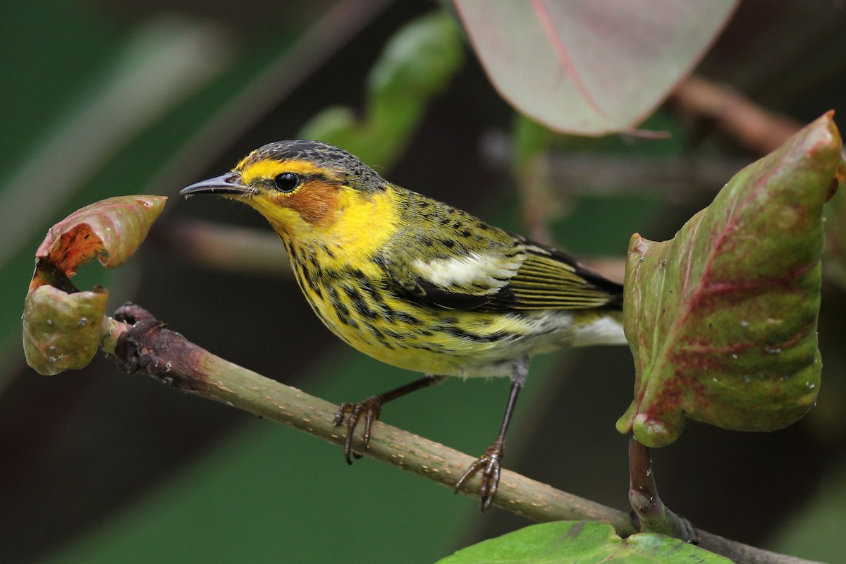Cape May Warbler - ML619993439