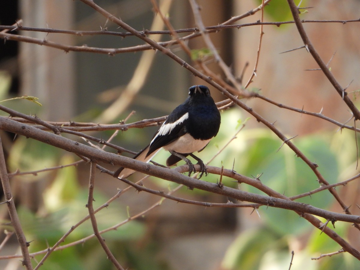 Oriental Magpie-Robin - ML619993462