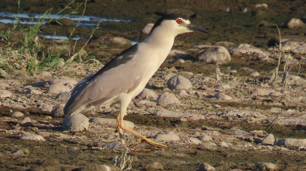 Black-crowned Night Heron - ML619993463