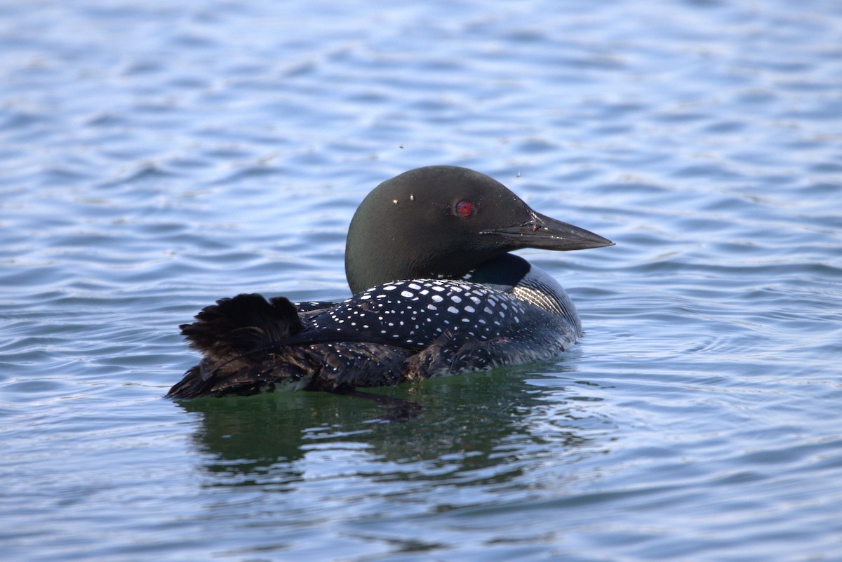 Common Loon - ML619993469