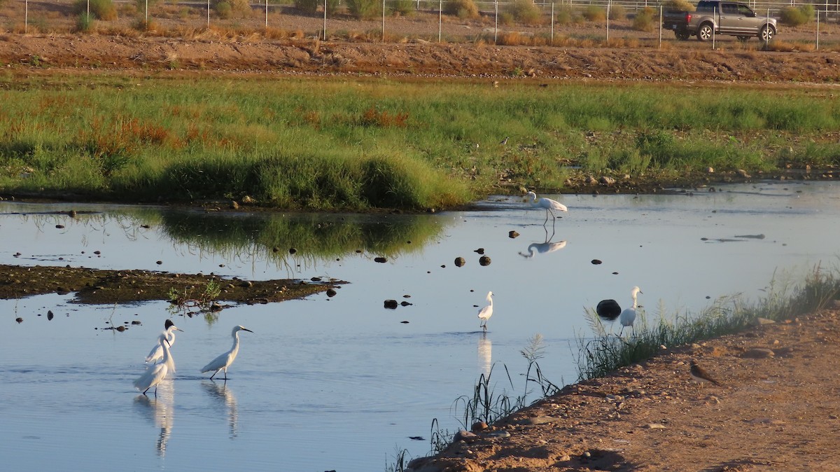 Snowy Egret - ML619993470