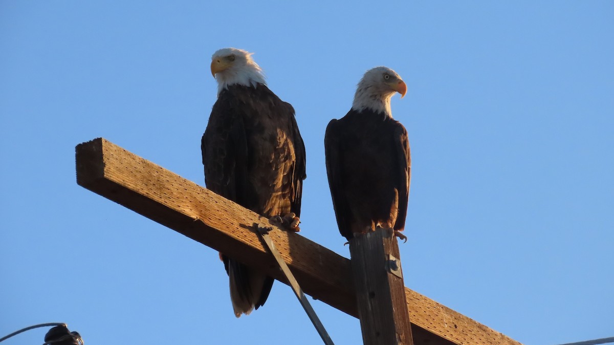 Bald Eagle - ML619993479