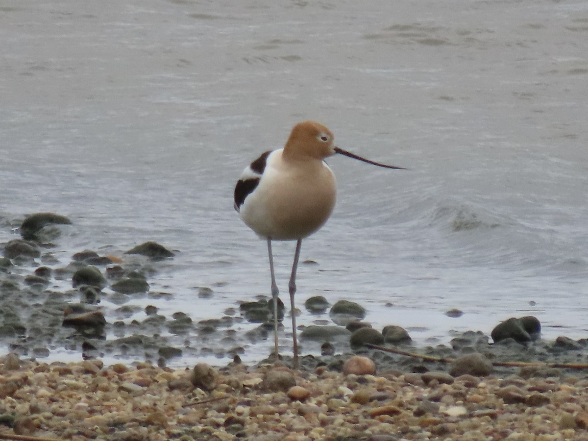 American Avocet - ML619993480