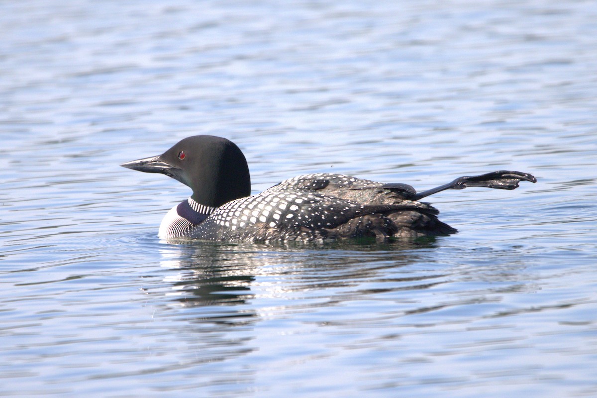 Common Loon - ML619993484