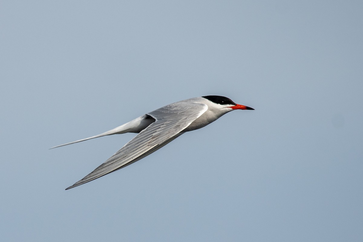 Common Tern - ML619993492