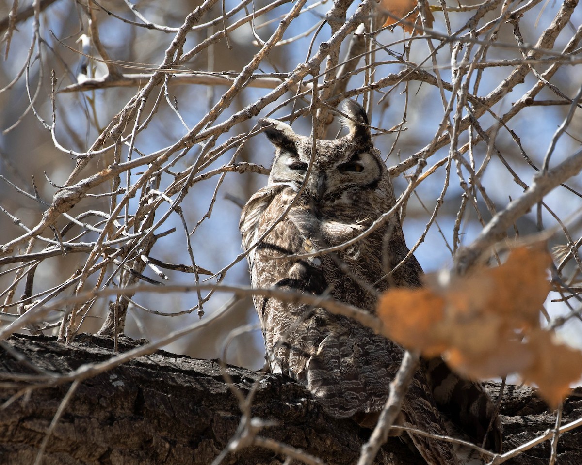 Great Horned Owl - ML619993499
