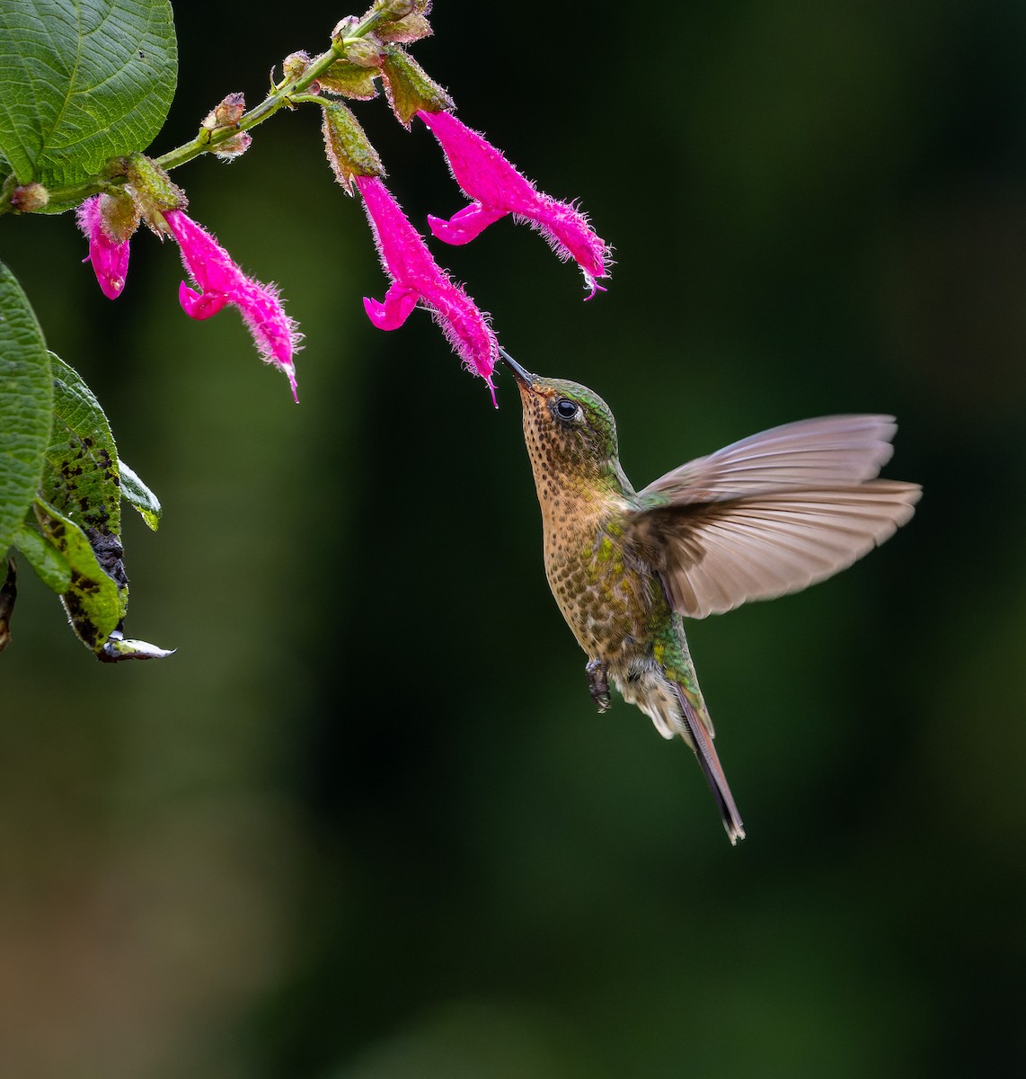 kolibřík dřišťálový - ML619993503