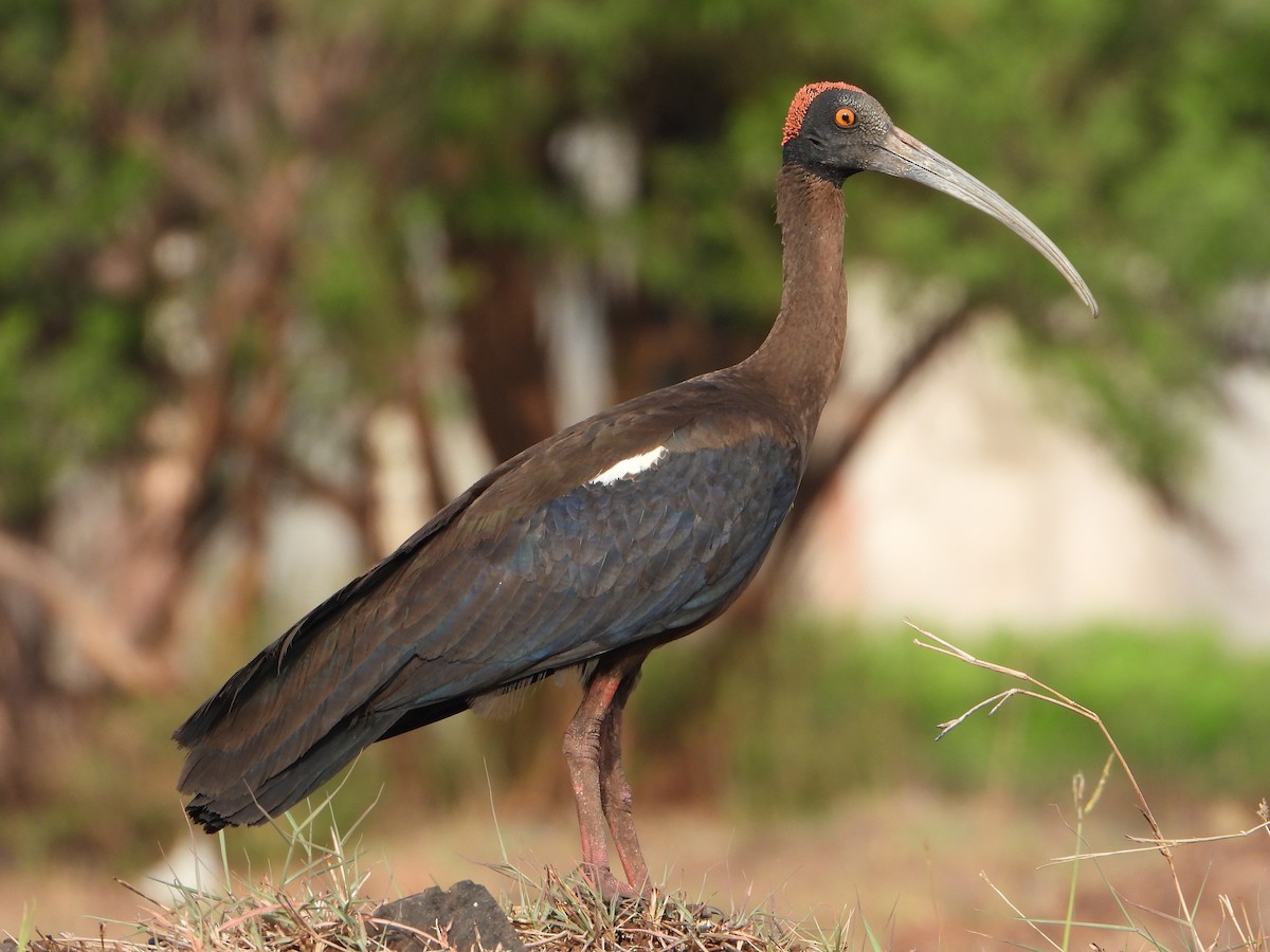 Red-naped Ibis - ML619993512