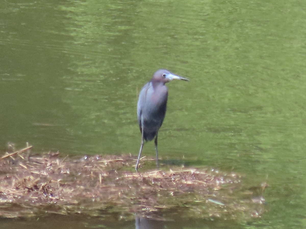 Little Blue Heron - ML619993513