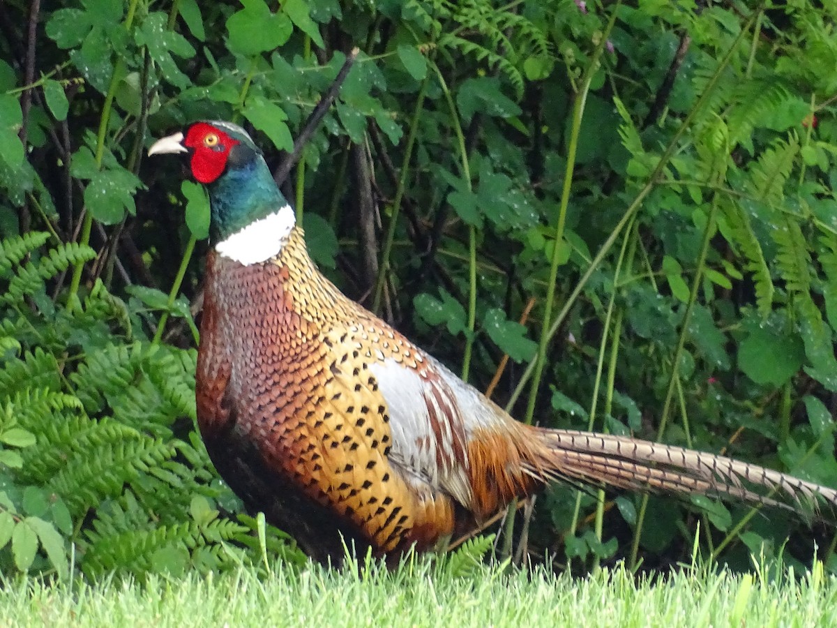 Ring-necked Pheasant - Jim Walton