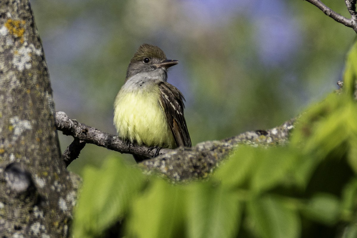 Great Crested Flycatcher - ML619993520