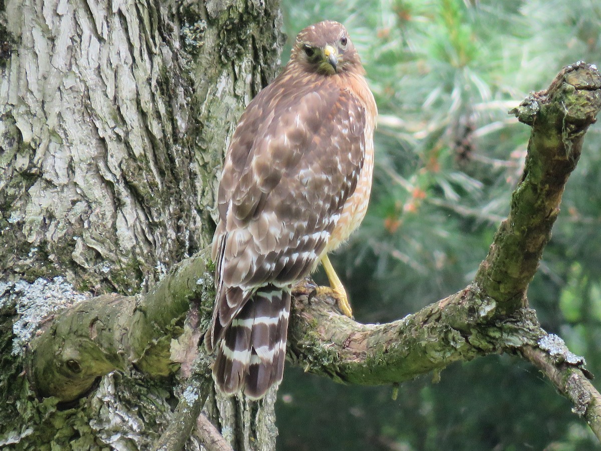 Red-shouldered Hawk - ML619993527