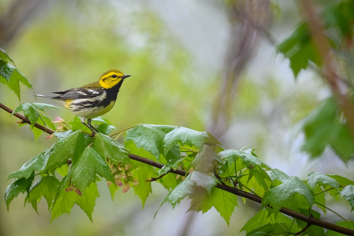 Black-throated Green Warbler - ML619993540