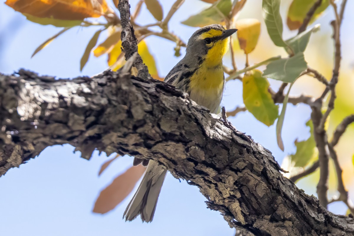 Grace's Warbler - ML619993541