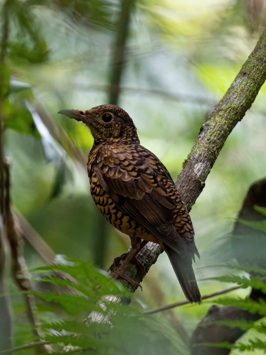 Sri Lanka Thrush - ML619993569