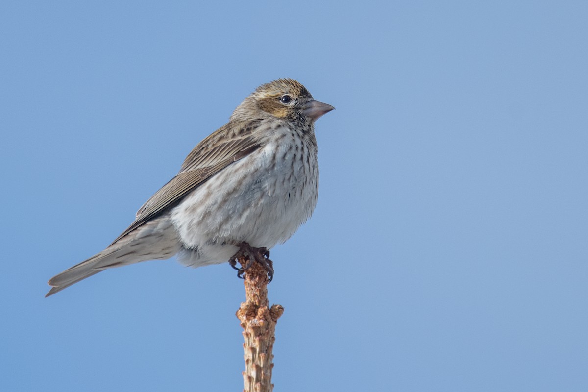 Cassin's Finch - ML619993578