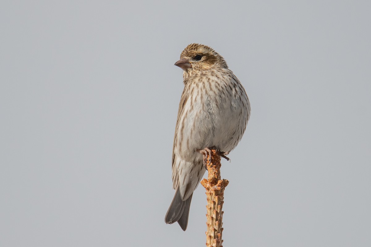 Cassin's Finch - ML619993579