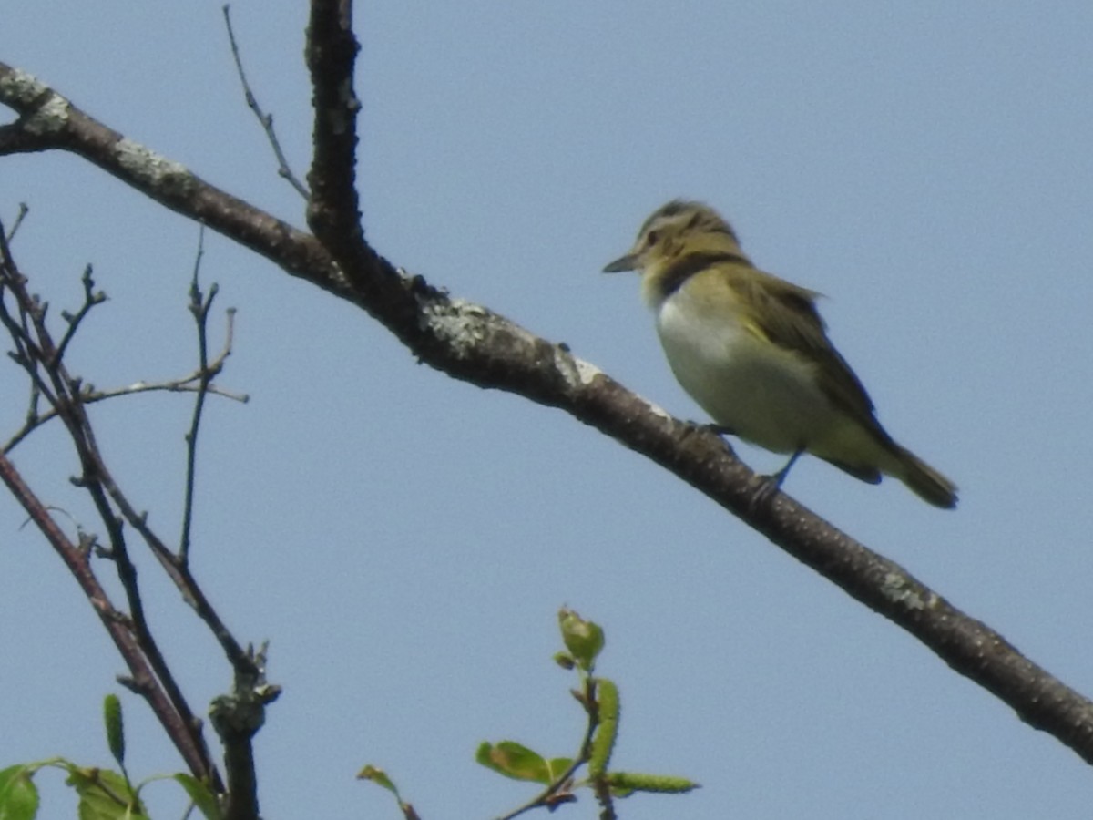 Red-eyed Vireo - ML619993580