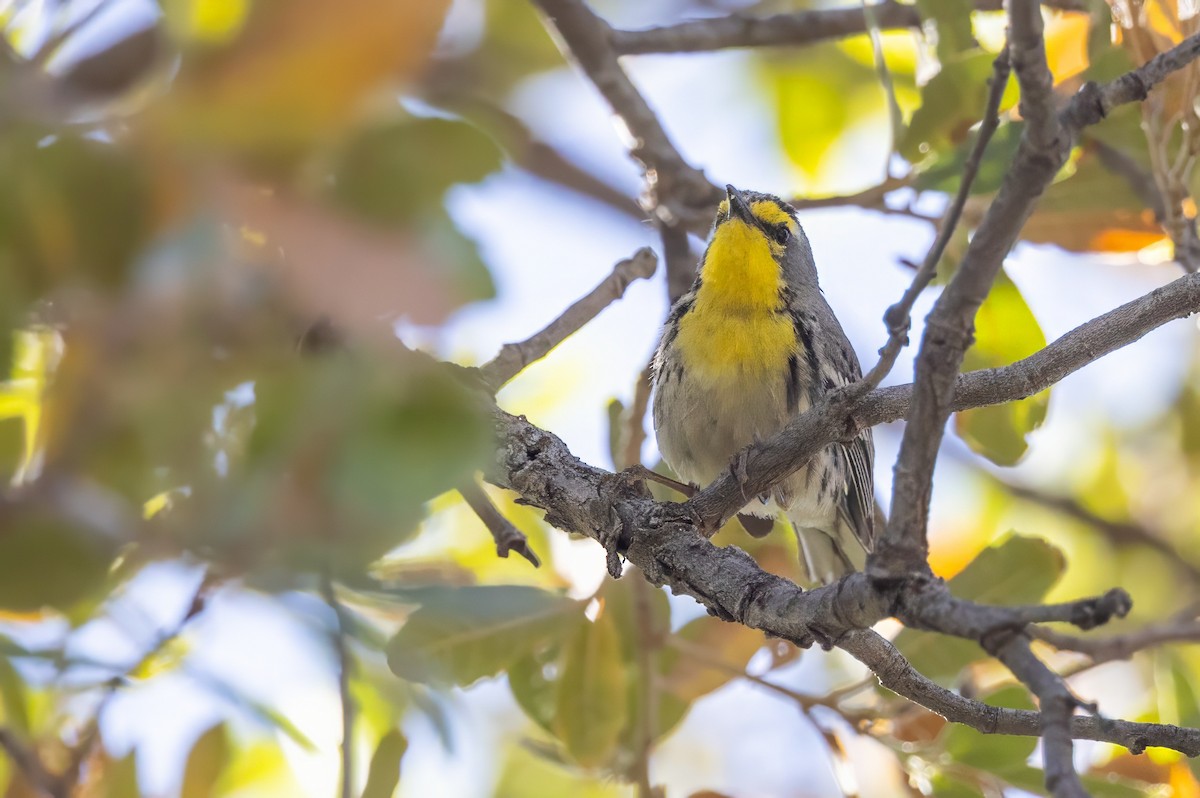 Grace's Warbler - ML619993582