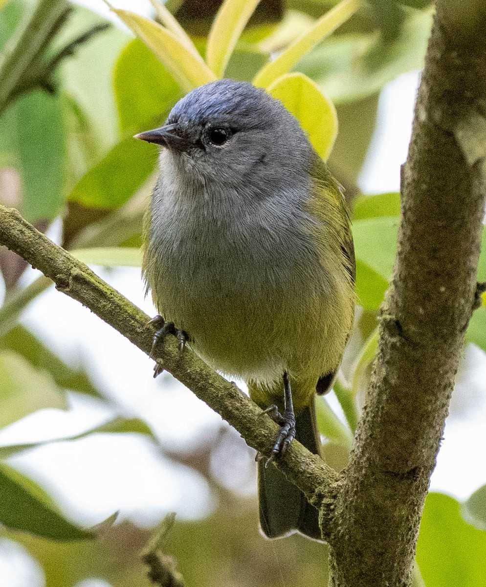 Capped Conebill - ML619993583