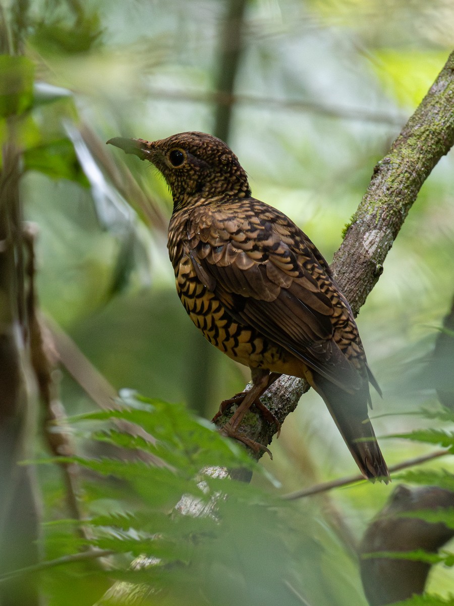 Sri Lanka Thrush - ML619993584