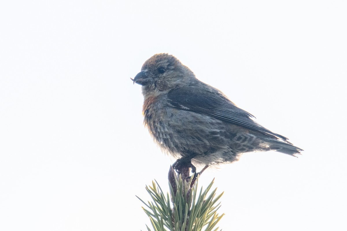 Red Crossbill - ML619993586