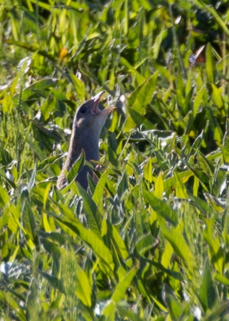 Corn Crake - ML619993589