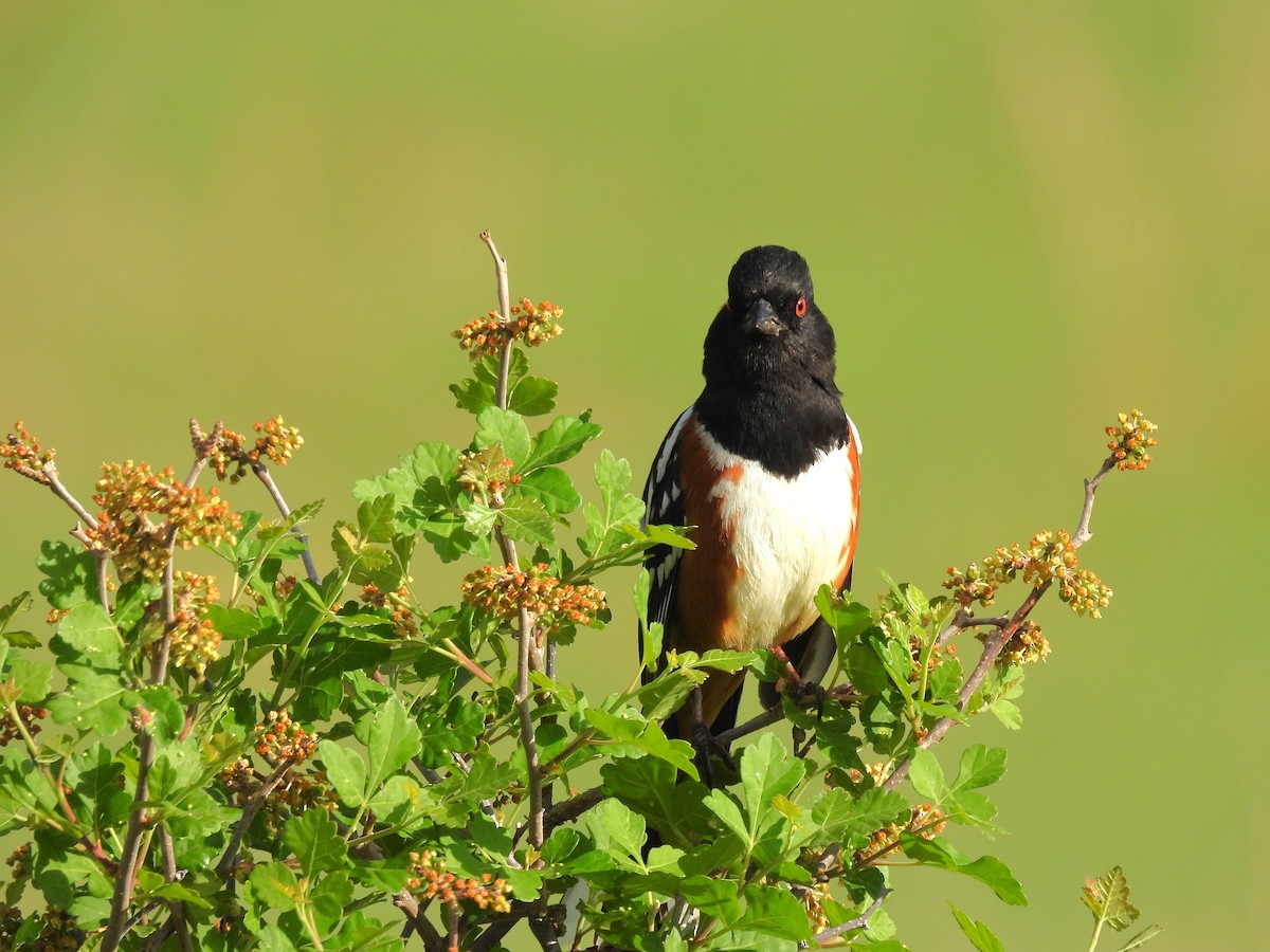 Spotted Towhee - ML619993602