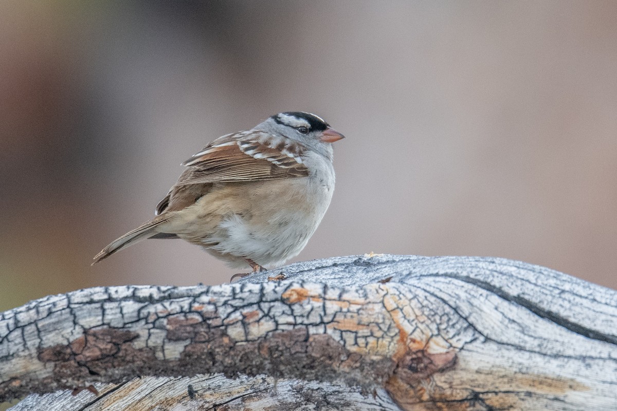 White-crowned Sparrow (Dark-lored) - ML619993608