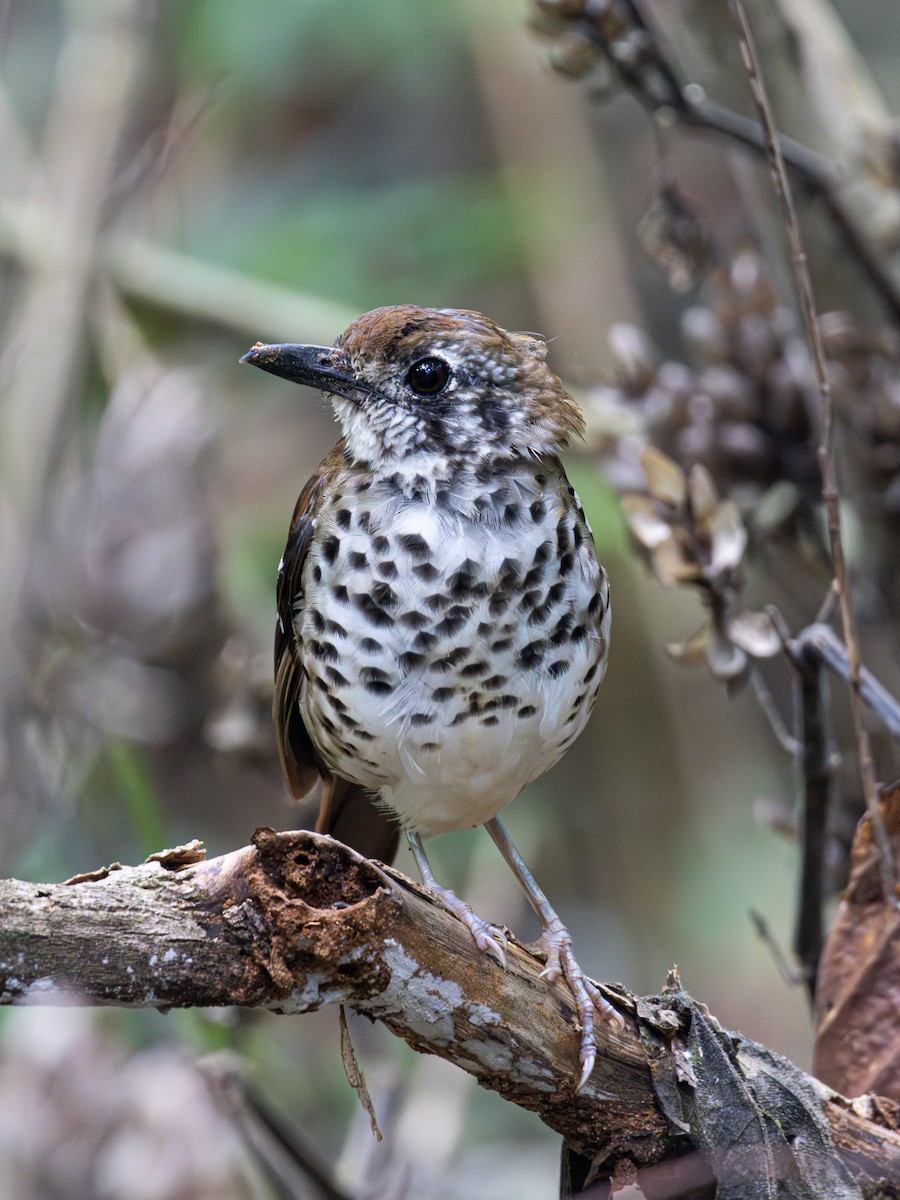 Spot-winged Thrush - ML619993611