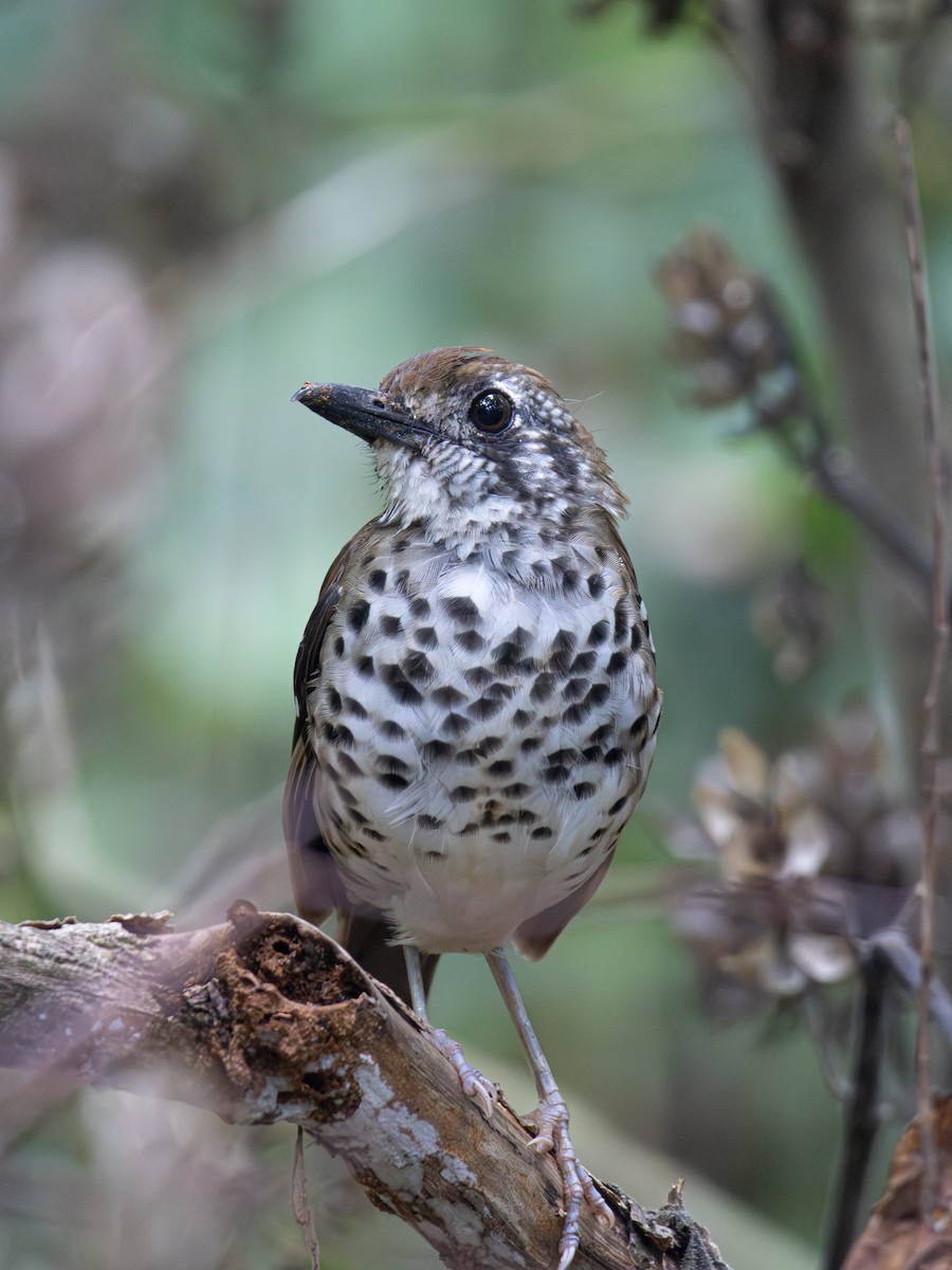 Spot-winged Thrush - ML619993616