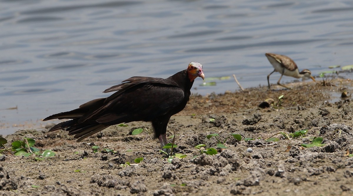 Lesser Yellow-headed Vulture - ML619993617