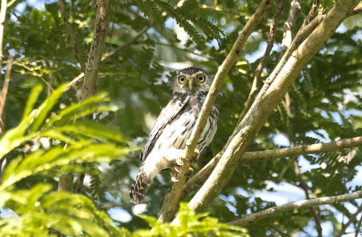 Ferruginous Pygmy-Owl - ML619993625