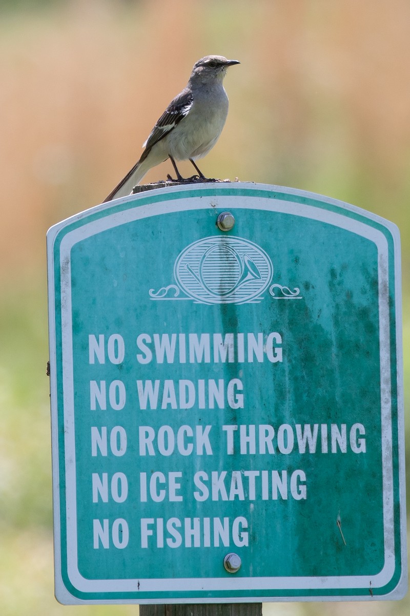 Northern Mockingbird - ML619993627