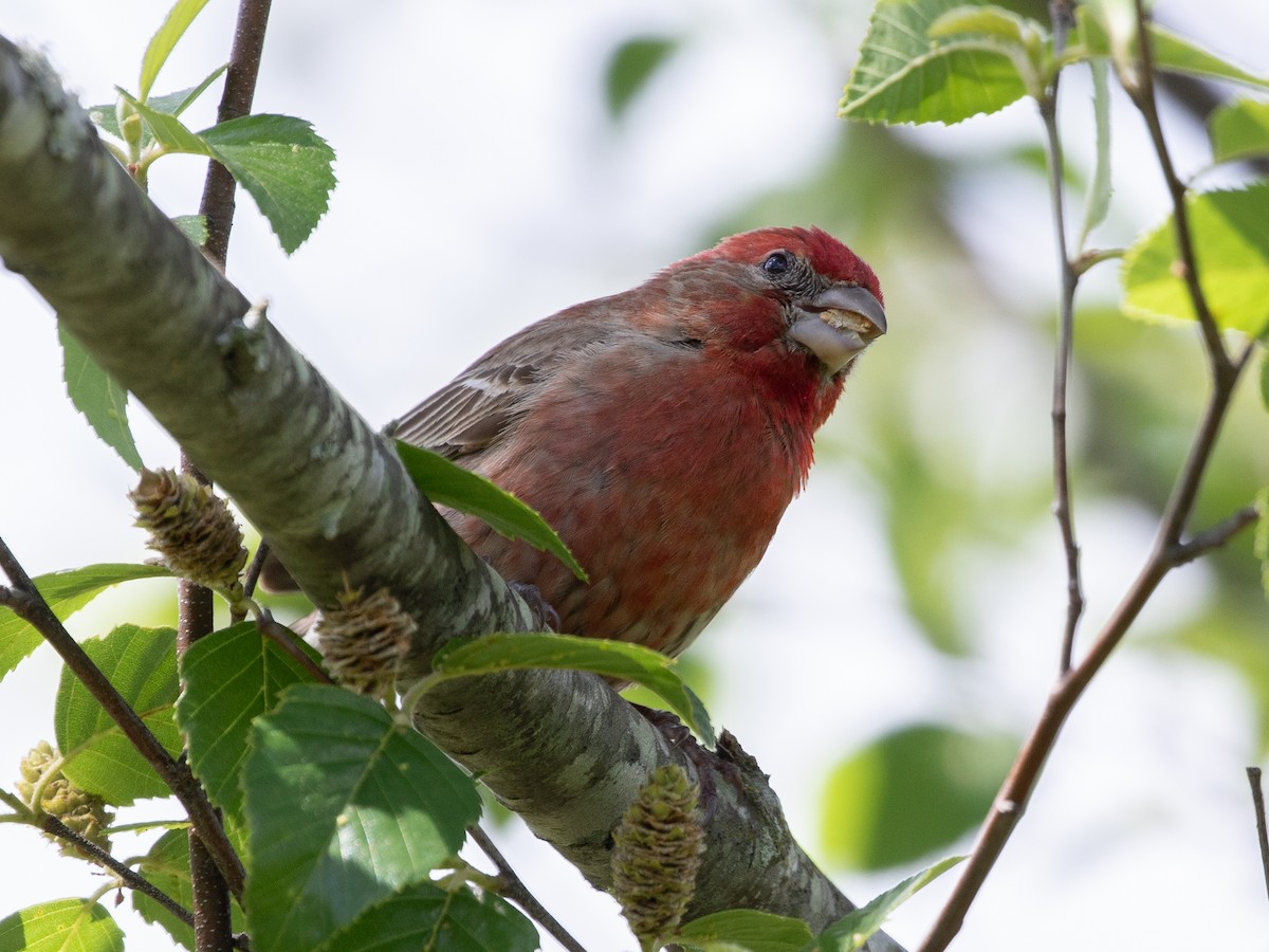 House Finch - ML619993638